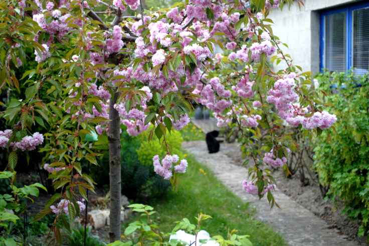 Patchwork Prunus Chat