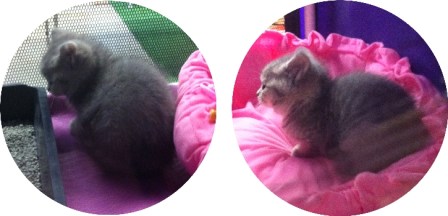 Chat Romantique - Strady