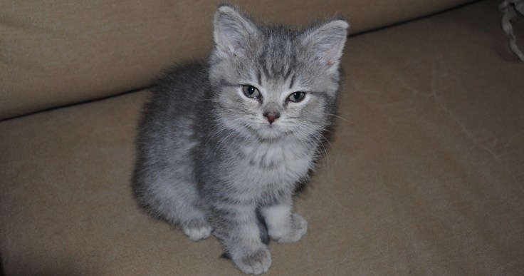 Strady quoi - chaton mignon