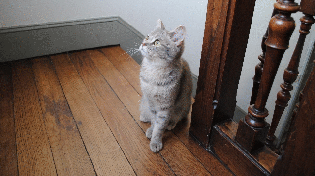 photochathon 2 - gif