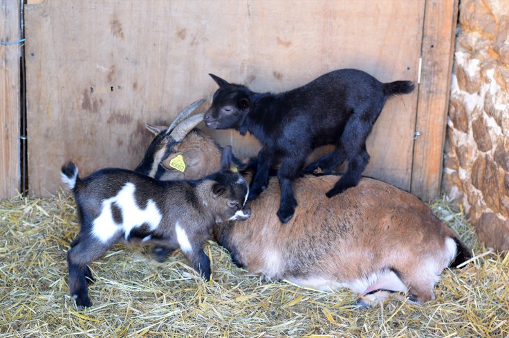 Compiegne Ferme de bouriquette 03