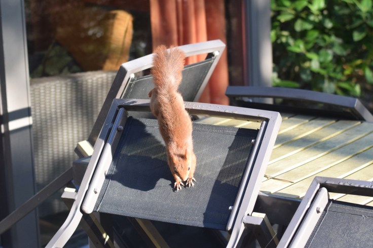 Cottage Center Parcs Hauts de Bruyeres ecureuil sur la terrasse