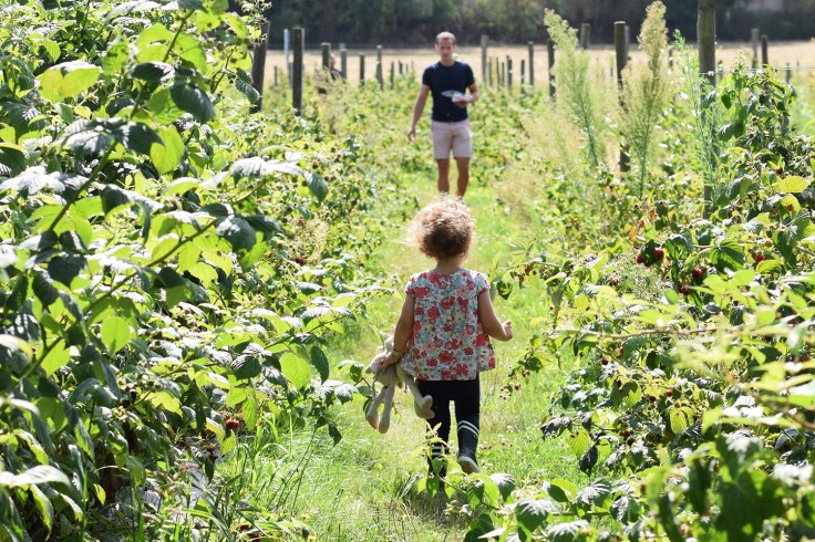 Cueillette fruits legumes enfant jardins montplaisir oise 01