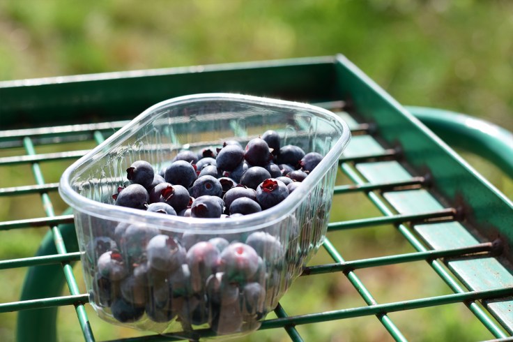 Cueillette fruits legumes enfant jardins montplaisir oise 02