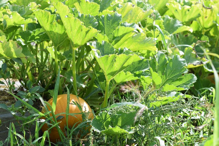 Cueillette fruits legumes enfant jardins montplaisir oise 08