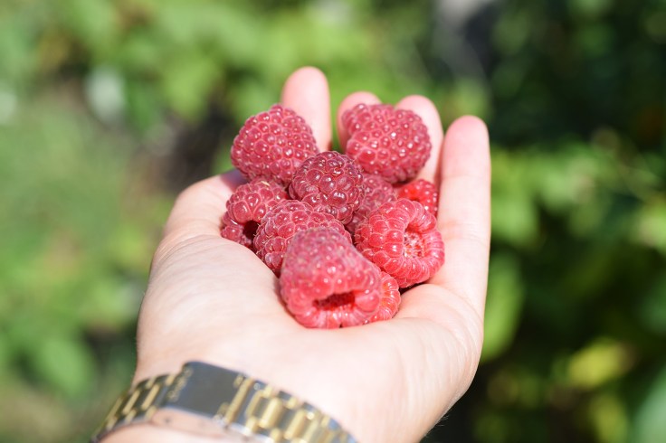 Cueillette fruits legumes enfant jardins montplaisir oise 09
